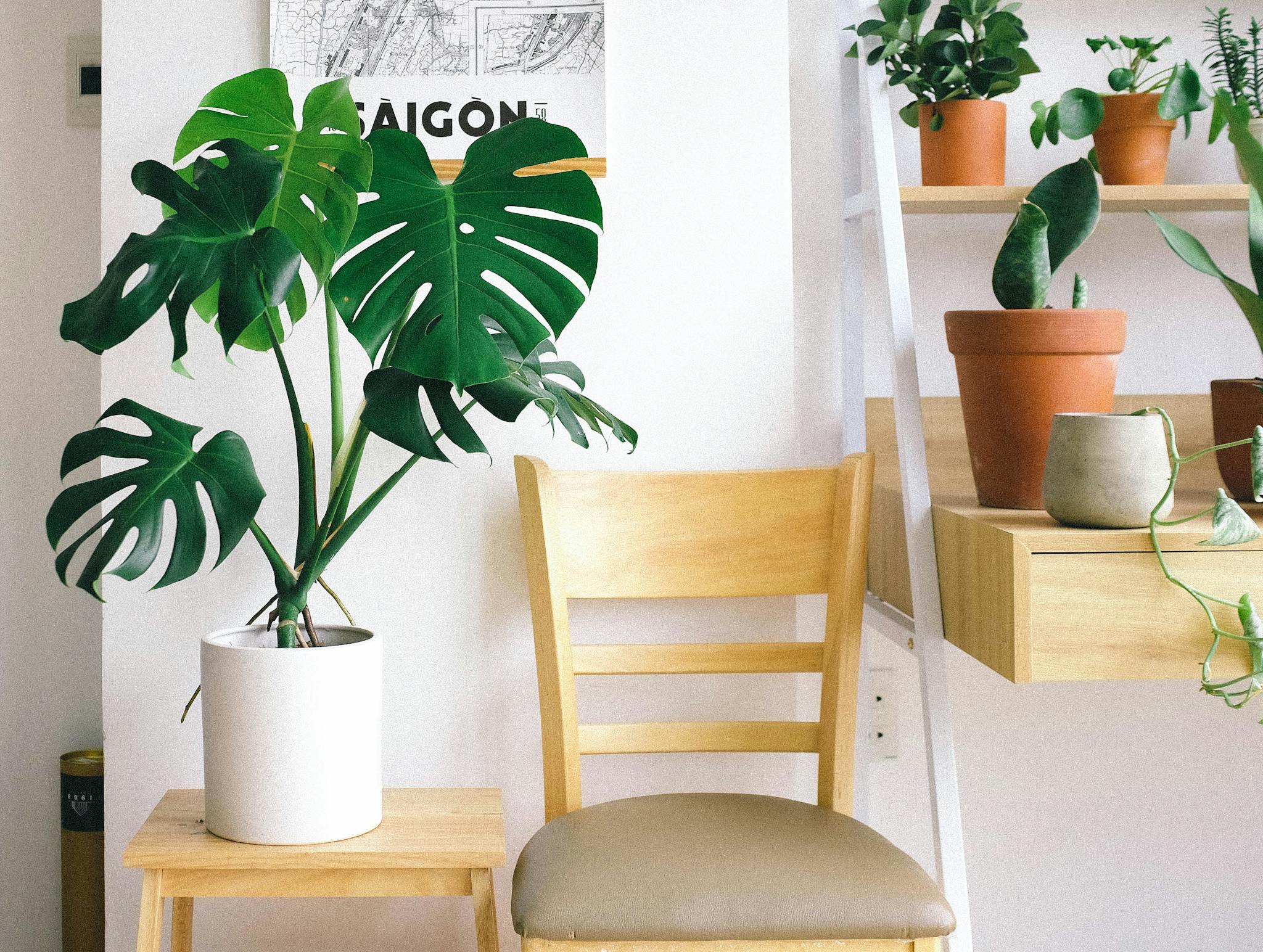 Stylish interior with monstera plant, wooden chair, and potted plants enhancing the decor.